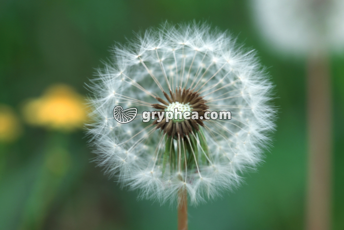 Pissenlit (Taraxacum sp.) - Fruits à aigrettes - gryphea.com